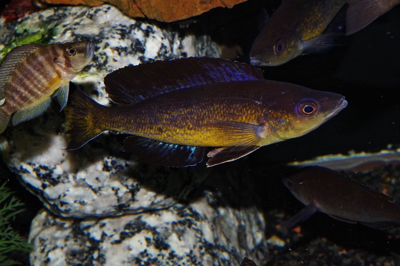Cyprichromis microlepidotus 'Milima Island'